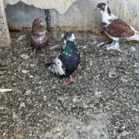 قره کوینح گرفتنی|پرنده|ارومیه, |دیوار