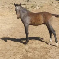 1عدد مادیان چهارسال7ماه آبستن با 1کره نرشجره دار|اسب و تجهیزات اسب‌سواری|کرمانشاه, |دیوار