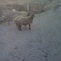 دوعدد گوشفند|حیوانات مزرعه|صالح آباد (ایلام), |دیوار