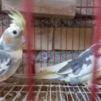 عرروس هلندی جفتش باهم 1200|پرنده|علیآباد کتول, |دیوار