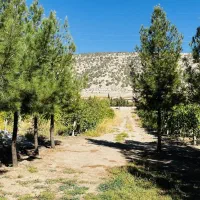 باغ سراب بر اتوبان