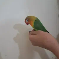 فروش طوطی برزیلی|پرنده|تهران, زرکش|دیوار