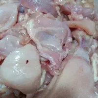 بچه فیله مرغ