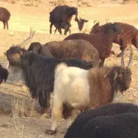 چوپان