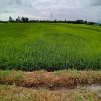 کاه و سرچینه تازه و خشک