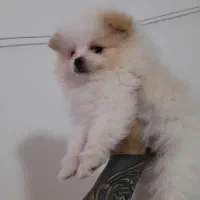 پامر خرسی|سگ|فردیس, فردیس|دیوار