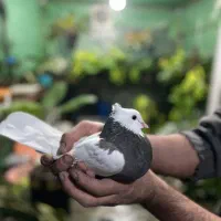 کبوتر طوقی زیره ای|پرنده|قائمشهر, |دیوار