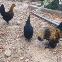 مرغ و خروس درجه یک