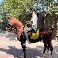 اسب عرب|اسب و تجهیزات اسبسواری|شهریار, شهرک شاهد|دیوار