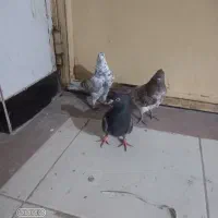 کبوتر تهرانی