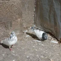 کبوتر یا کفتر|پرنده|رشت, بیجارپس|دیوار