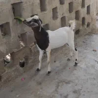 کهره نری