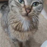 قابل توجه انسان های واقعی واگذاری گربه حمایتی