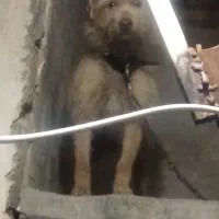 پاپی خوشگل. فوق العاده زرنگ باهوش