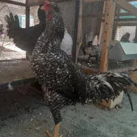 خروس دورگ ، لاری+گلین