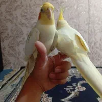 عروس هلندی سخنگو