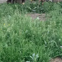 بره|حیوانات مزرعه|صومای برادوست, |دیوار