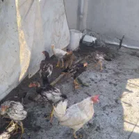 جوجه  و مرغ لاری