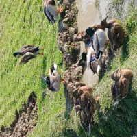 ۸عدد اردک نمایی(پروازی)|حیوانات مزرعه|رشت, بازار|دیوار