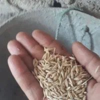 جو‌درجه۱