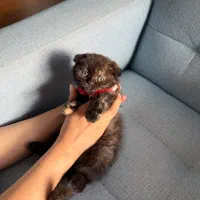 بچه گربه اسکاتیش