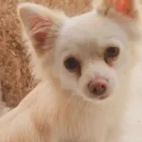 توله پامر اشپیتز