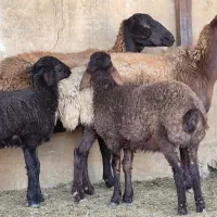 فروش ۱۲راس میش افشاری بره دار ۱۳راس بره پاشون هست|حیوانات مزرعه|طسوج, |دیوار