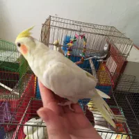 عروس هلندی|پرنده|قم, در بهشت|دیوار