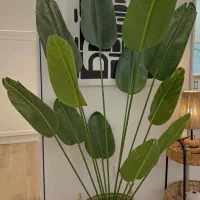 پرنده بهشتی