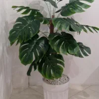 درختچه برگ انجیری|گل مصنوعی|اهواز, کوی باهنر|دیوار