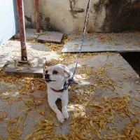 سگ آپارتمانی درجه یک|سگ|زرندیه, |دیوار