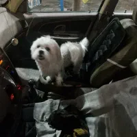 سگ پیدا شده