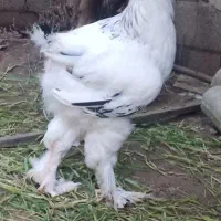 مرغ و خروس برهما لایت و مرغ زینتی نژاد آمریکایی
