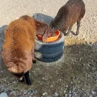 دوعددبره نرچاق|حیوانات مزرعه|آذرشهر, |دیوار