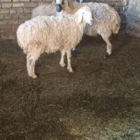 میش اوست بز|حیوانات مزرعه|تربت‌حیدریه, کوی شهید احمدزاده ملکی|دیوار