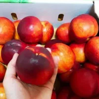 پیش فروش نهال شلیل مغان