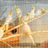 عروس هلندی در رنگ های مختلف