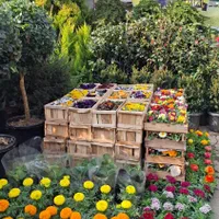 خدماتباغبانی ویژه سرویس درتمام نقاط تهران|خدمات باغبانی و درختکاری|تهران, صادقیه|دیوار