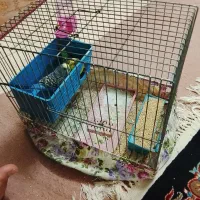 مرغ عشق|پرنده|اردکان, |دیوار