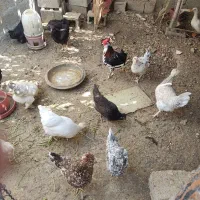 تخم مرغ نطفه دار چهل تاج گلین وبرما|حیوانات مزرعه|برازجان, |دیوار