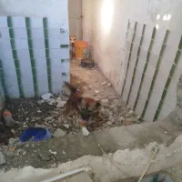 سگ پاکوتاه|سگ|گرگان, |دیوار