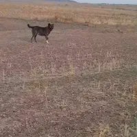 ماده گله ای نگهبان|سگ|فرمهین, |دیوار