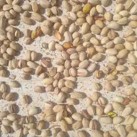 پسته تازه شما رو چرخ میکنیم