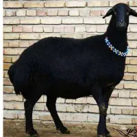 فروش گوسفند زنده نر همراه با ذبح