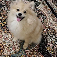 واگذاری پامر