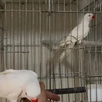 لوریکت ملنگو سفید سبز عروس خورشیدی|پرنده|شیراز, ده پیاله|دیوار