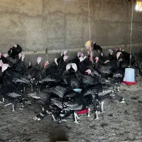 بوقلمون ماده و نر