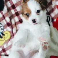 4عدد توله سگ|سگ|تبریز, |دیوار