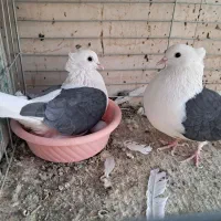 طوقی و پشتار|پرنده|اردکان, |دیوار