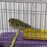 قناری رسمی بلند ۵تومن|پرنده|ملایر, |دیوار